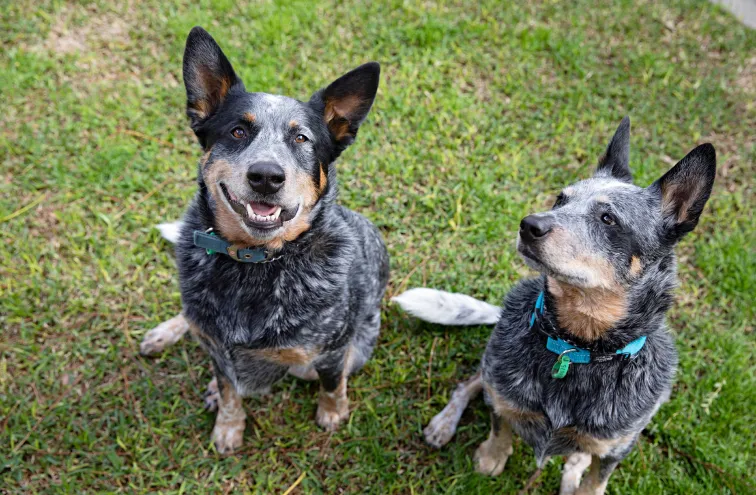 Two dogs looking up at the camera.