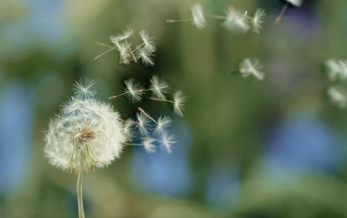 Macro shot of a dandelion in the wind.